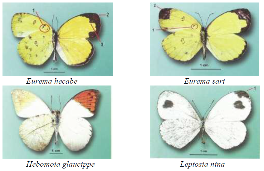 Kupu-kupu famili Pieridae